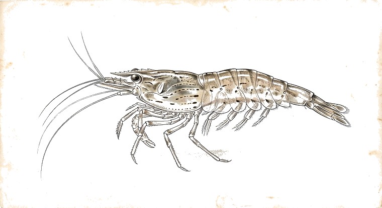 Amano Shrimp (Caridina multidentata) illustration