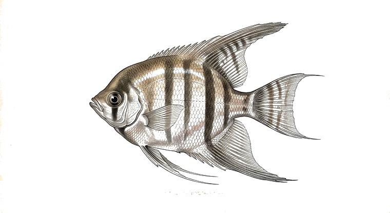 Altum Angelfish (Pterophyllum altum) illustration
