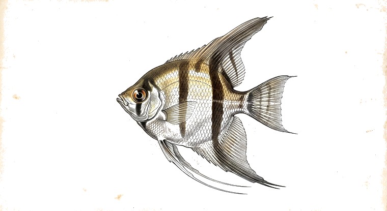 Angelfish (Pterophyllum scalare) illustration