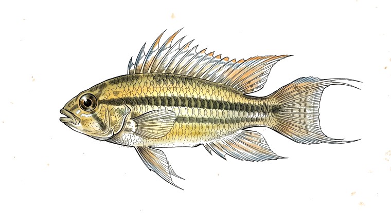 Two-banded Apisto (Apistogramma bitaeniata) illustration