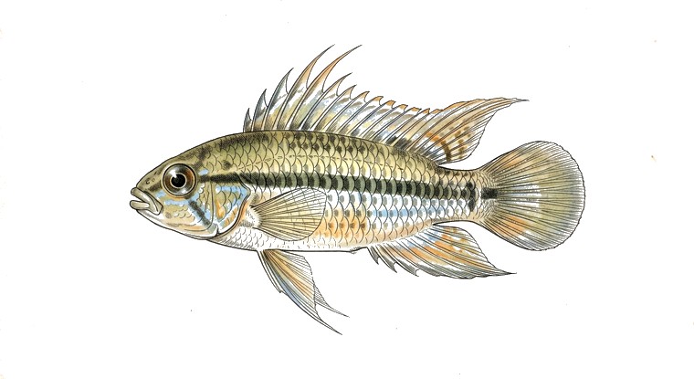 Corumba Apisto (Apistogramma commbrae) illustration
