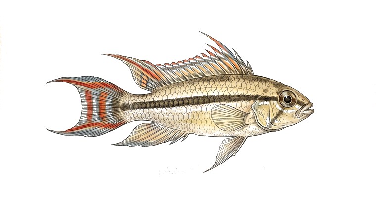 Flag-tailed Apisto (Apistogramma iniridae) illustration