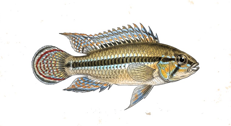 Mendez's Apisto (Apistogramma mendezi) illustration