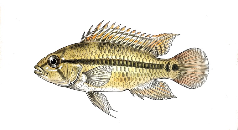 Steindachner's Apisto (Apistogramma steindachneri) illustration