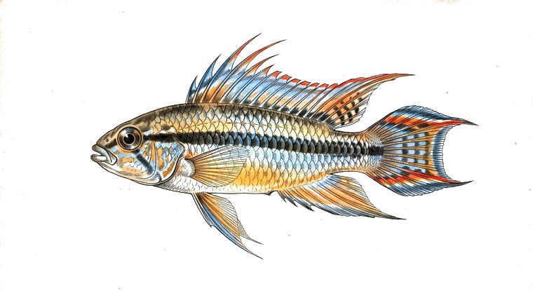 Agassiz's Dwarf Cichlid (Apistogramma agassizii) illustration