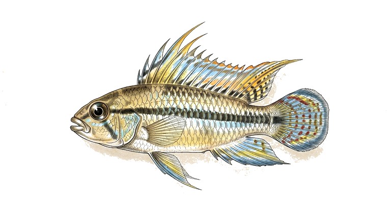 Umbrella Apisto (Apistogramma borellii) illustration