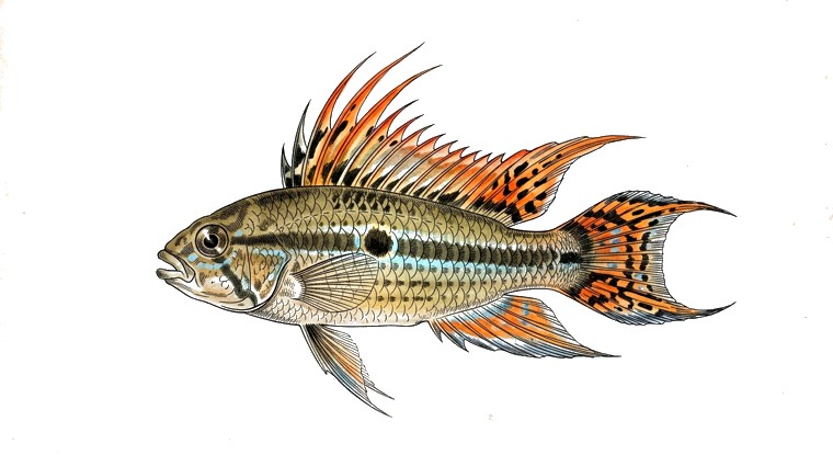 Cockatoo Apisto (Apistogramma cacatuoides) illustration