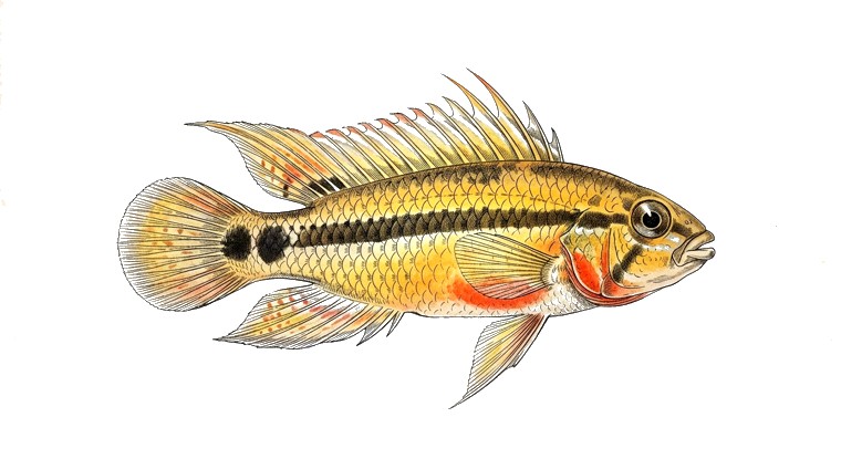 Hongsloi Apisto (Apistogramma hongsloi) illustration