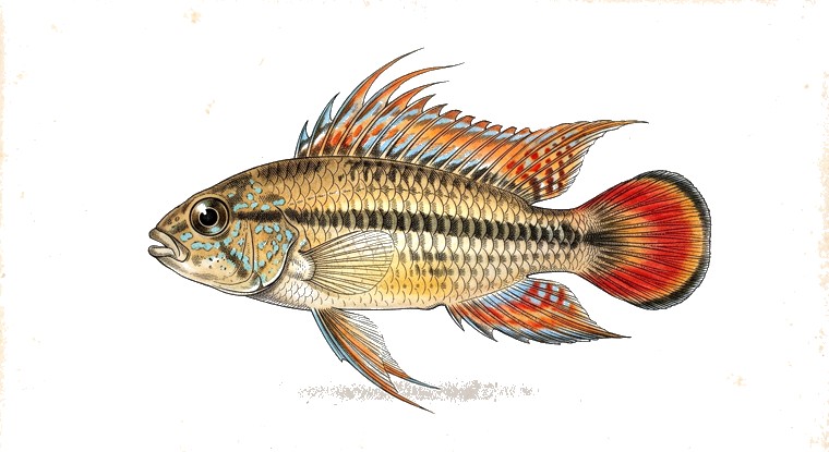 Red-Tailed Apisto (Apistogramma macmasteri) illustration