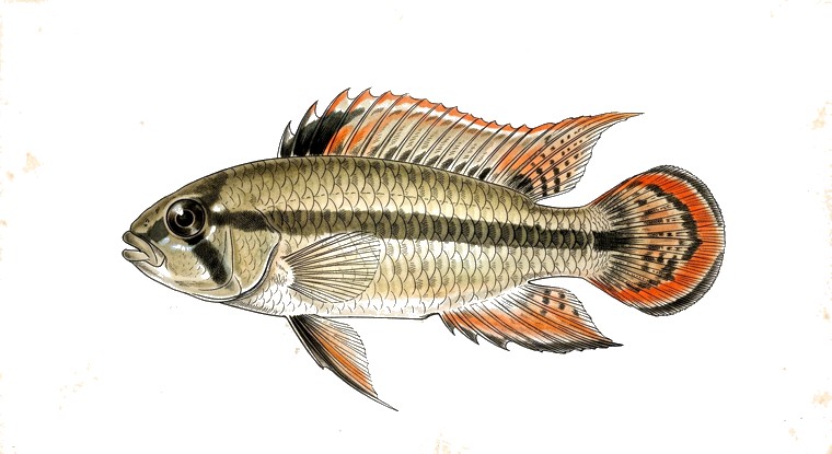 Panda Apisto (Apistogramma nijsseni) illustration