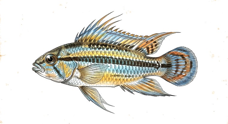 Three-Striped Apisto (Apistogramma trifasciata) illustration