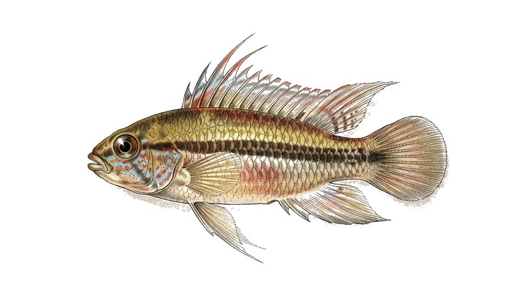 Viejita Apisto (Apistogramma viejita) illustration