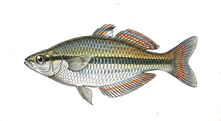 Murray River Rainbowfish (Melanotaenia fluviatilis) illustration