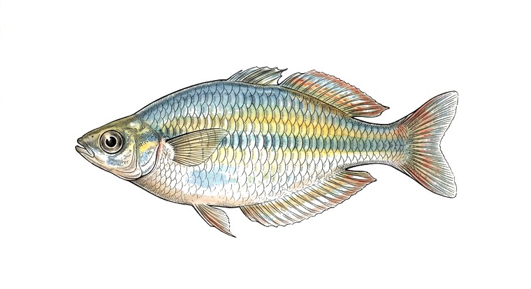 Axelrod's Rainbowfish (Melanotaenia herbertaxelrodi) illustration