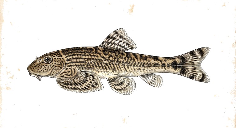 Chinese Hillstream Loach (Beaufortia kweichowensis) illustration