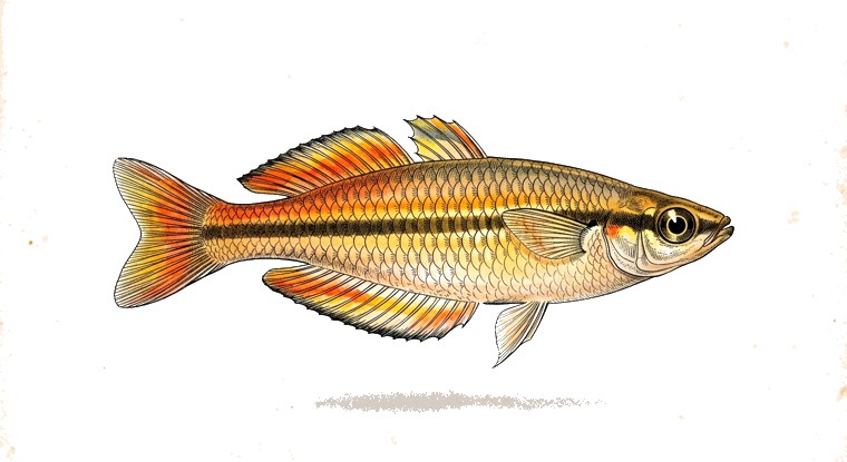 Jewel Rainbowfish (Bedotia madagascariensis) illustration