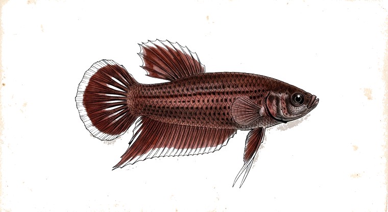Whiteseam Fighter (Betta albimarginata) illustration