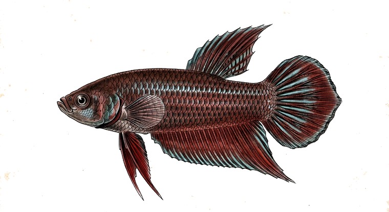 Burdigala Betta (Betta burdigala) illustration
