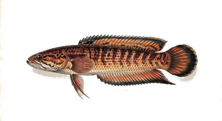 Snakehead Betta (Betta channoides) illustration