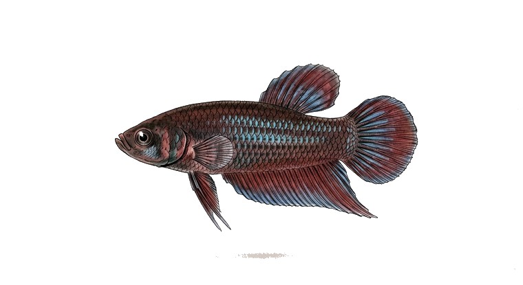 Foersch's Betta (Betta foerschi) illustration