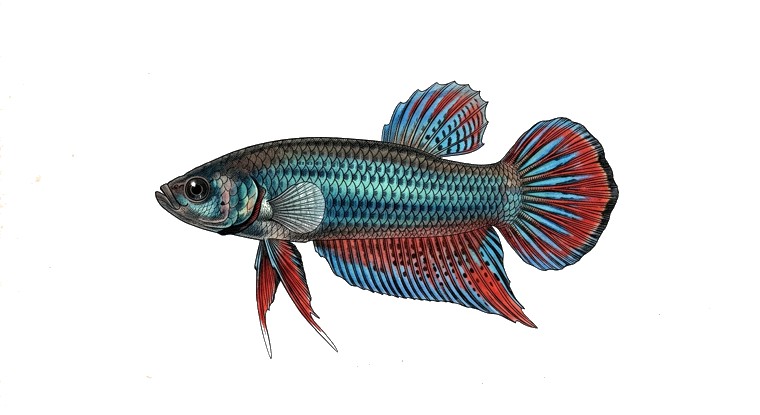 Peaceful Betta (Betta imbellis) illustration