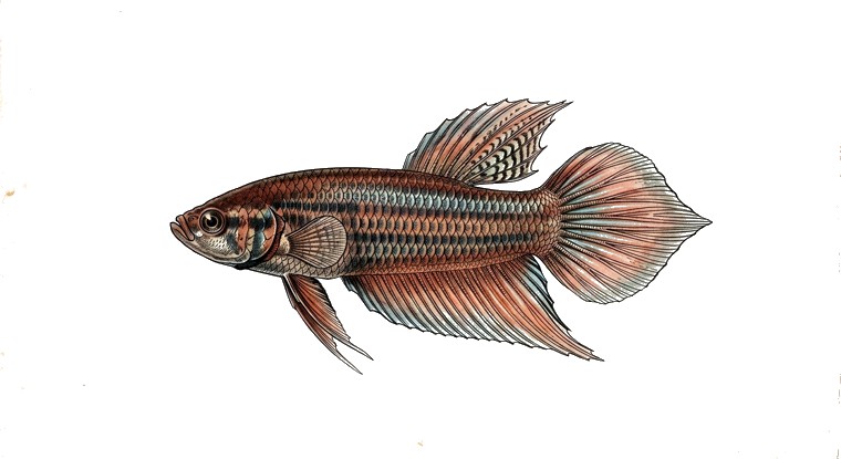 Mandor Betta (Betta mandor) illustration