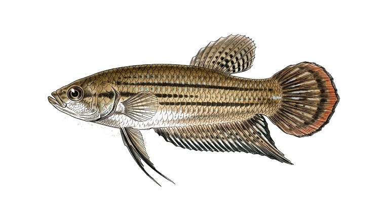 Painted Betta (Betta picta) illustration