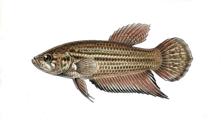 Penang Betta (Betta pugnax) illustration