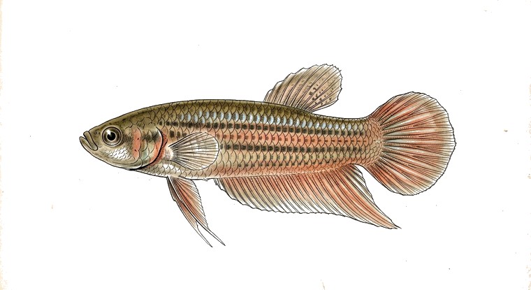 Simple Betta (Betta simplex) illustration