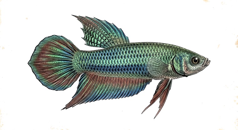 Emerald Betta (Betta smaragdina) illustration