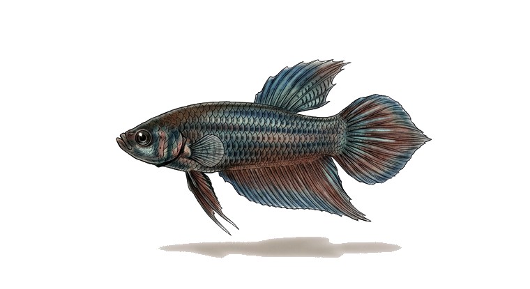 Wild-Type Betta (Betta splendens (wild)) illustration