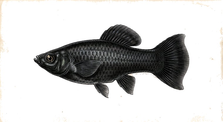 Black Molly (Poecilia sphenops var.) illustration