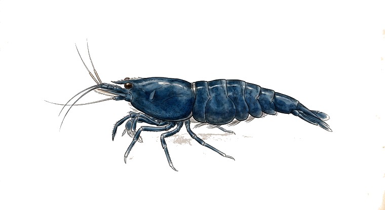 Blue Dream Shrimp (Neocaridina davidi var.) illustration