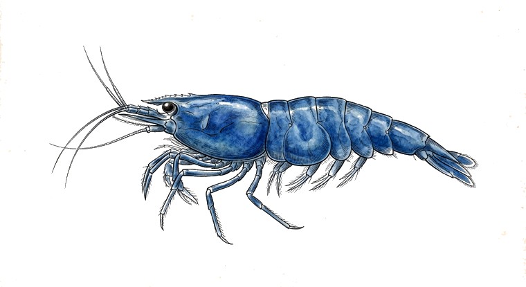 Blue Velvet Shrimp (Neocaridina davidi var.) illustration