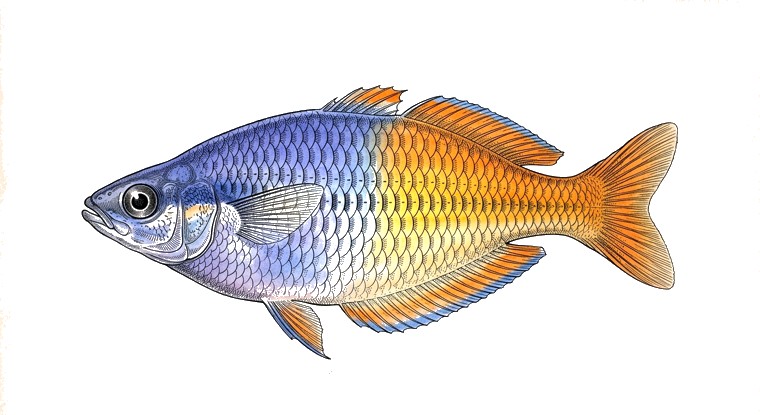 Boeseman's Rainbowfish (Melanotaenia boesemani) illustration