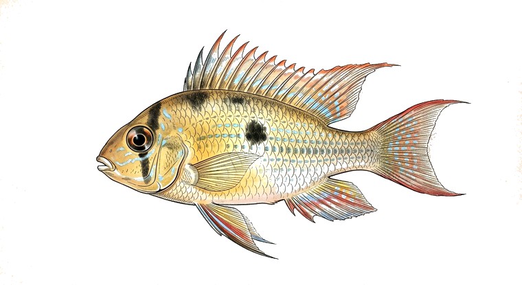 Bolivian Ram (Mikrogeophagus altispinosus) illustration