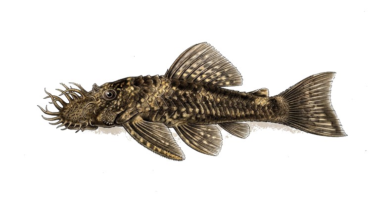 Bristlenose Pleco (Ancistrus cf. cirrhosus) illustration