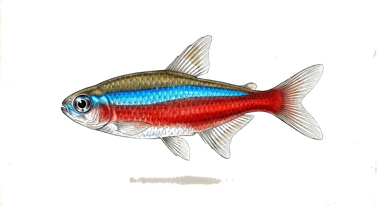 Cardinal Tetra (Paracheirodon axelrodi) illustration