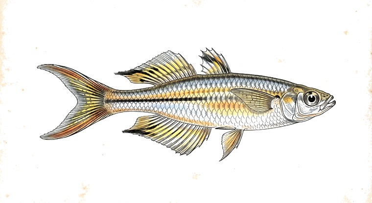 Celebes Rainbowfish (Marosatherina ladigesi) illustration