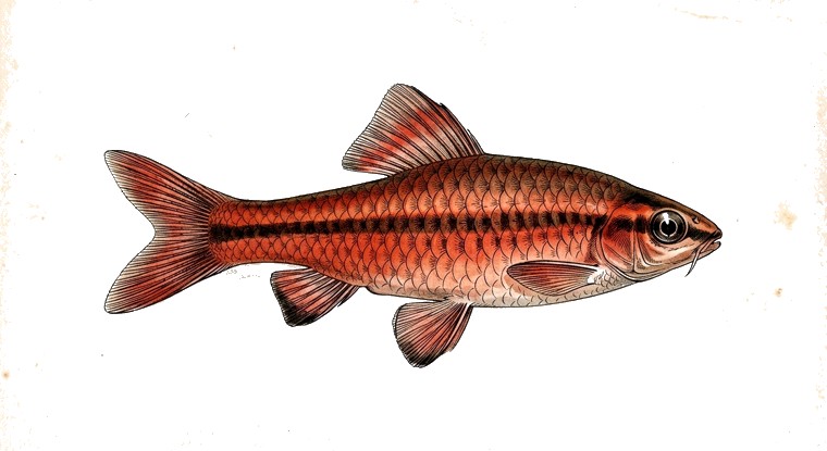 Cherry Barb (Puntius titteya) illustration
