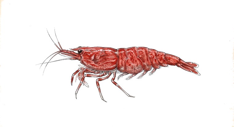 Cherry Shrimp (Neocaridina davidi) illustration
