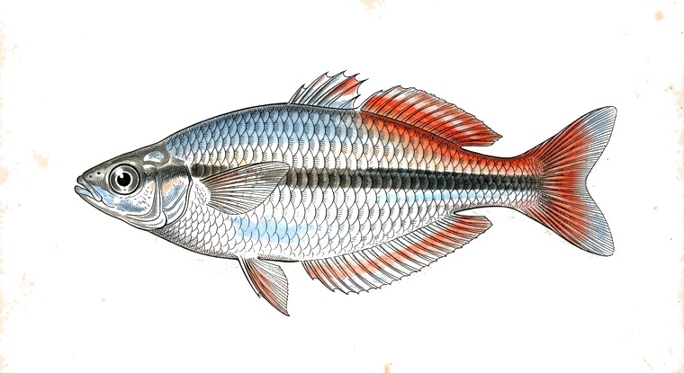 Bleher's Rainbowfish (Chilatherina) (Chilatherina bleheri) illustration