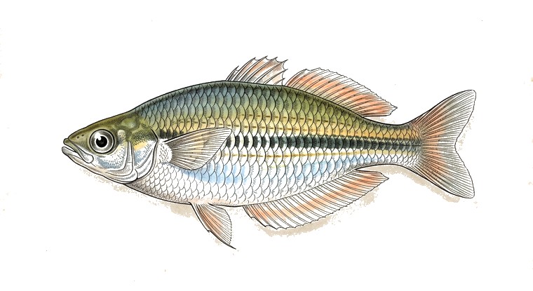 Campsii Rainbowfish (Chilatherina campsi) illustration