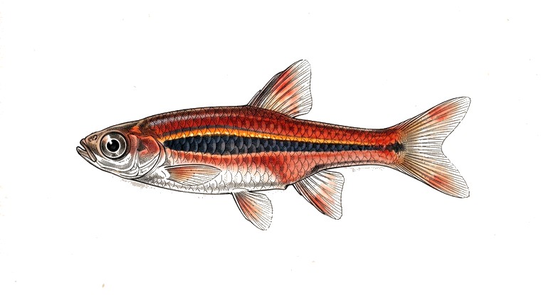 Chili Rasbora (Boraras brigittae) illustration