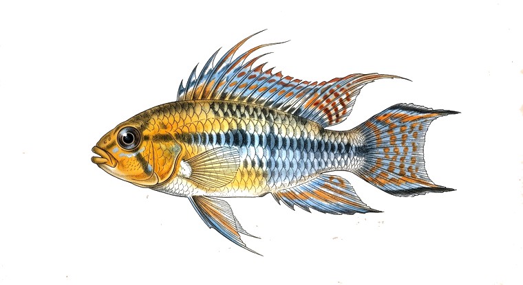 Inca Apistogramma (Apistogramma baenschi) illustration