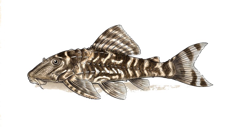 Clown Pleco (Panaqolus maccus) illustration