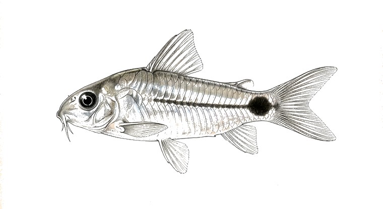 Tail Spot Pygmy Cory (Corydoras hastatus) illustration