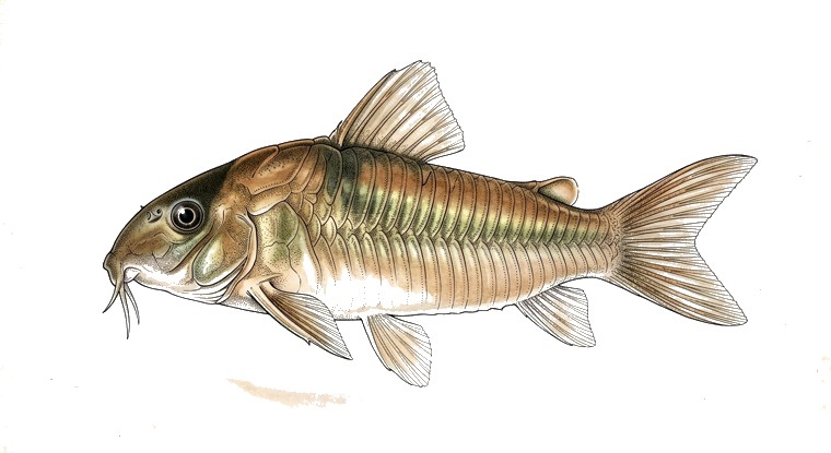 Bronze Cory (Corydoras aeneus) illustration