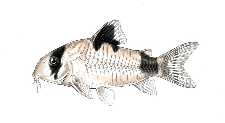 Panda Cory (Corydoras panda) illustration