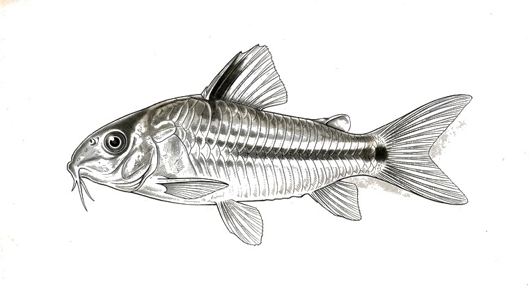 Pygmy Cory (Corydoras pygmaeus) illustration